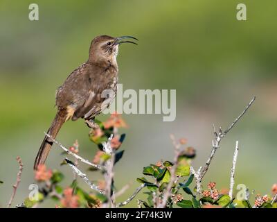 California thrasher, Toxostoma redivivum, ein gewöhnlicher Vogel im Kaparral von Kalifornien, USA Stockfoto