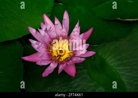 Eine Lotusblume in einer stonierten Wasservase in der Nähe des Wat Phra Kaew (Tempel des Smaragd-Buddha), im Grand Palace Komplex in Bangkok, Thailand. Stockfoto