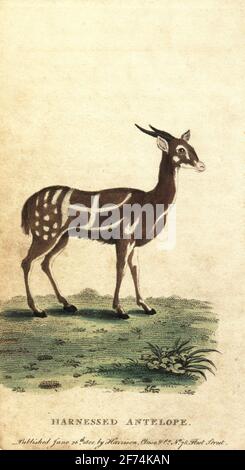 Gespannter Buschbock oder Kewel, Tragelaphus scriptus. Gespannte Antilope, Antelope scripta. Handkolorierter Kupferstich nach Jacques de Sève vom Naturalist’s Pocket Magazine, Harrison, Fleet Street, London, 1800. Stockfoto