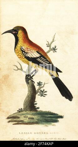 Oriole Amsel, Gymnomystax mexicanus. Kleiner Bonana-Vogel, Oriolus mexicanus. Handkolorierter Kupferstich nach einer Illustration von George Edwards aus dem Naturalist’s Pocket Magazine, Harrison, Fleet Street, London, 1800. Stockfoto