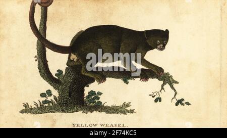 Kinkajou, Potos flavus. Gelbes Wiesel oder gelber Maucauco, Lemur potto. Handkolorierter Kupferstich nach einer Illustration von Thomas Pennant aus dem Naturalist’s Pocket Magazine, Harrison, Fleet Street, London, 1800. Stockfoto