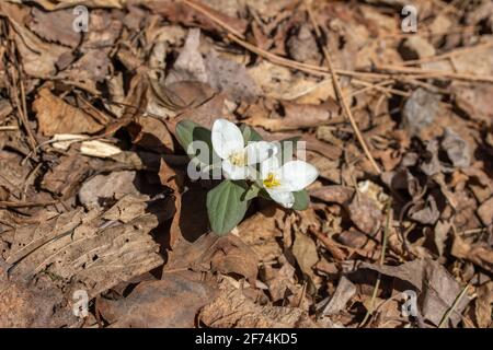 Nahaufnahme einer Gruppe von weißen, blühenden Schnee trillium (trillium nivale) Wildblumen, die im Frühjahr an einem Schluchtenhang blühen Stockfoto