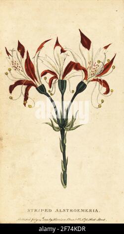 Gestreifte Alstroemeria, Alstroemeria ligtu. Südamerika. Handkolorierter Kupferstich aus dem Naturalist’s Pocket Magazine, Harrison, Fleet Street, London, 1800. Stockfoto