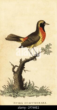 GUIRA-Tanager, Hemithraupis guira. GUIRA guacuberaba, Motacilla guira. Handkolorierter Kupferstich nach einer Illustration von George Edwards aus dem Naturalist’s Pocket Magazine, Harrison, Fleet Street, London, 1800. Stockfoto