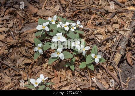 Nahaufnahme einer Gruppe von weißen, blühenden Schnee trillium (trillium nivale) Wildblumen, die im Frühjahr an einem Schluchtenhang blühen Stockfoto