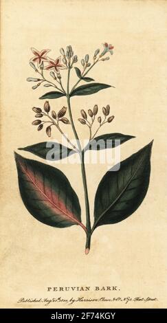 Peruanische Rinde, Cinchona officinalis (Cortex peruvianus). Handkolorierter Kupferstich aus dem Naturalist’s Pocket Magazine, Harrison, Fleet Street, London, 1800. Stockfoto