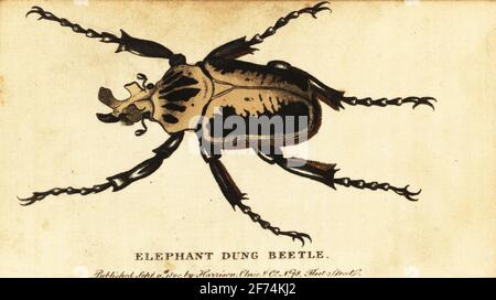 goliath-Käfer, Goliathus regius. Elefantenkäfer. Handkolorierter Kupferstich nach einer Illustration von Dru Drury aus dem Naturalist’s Pocket Magazine, Harrison, Fleet Street, London, 1800. Stockfoto