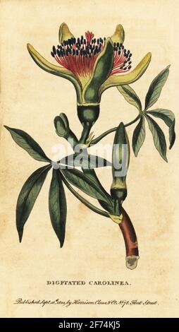 Guayana-Kastanie, Pachira aquatica. Getagt Carolinea, Carolinea princeps. Handkolorierter Kupferstich aus dem Naturalist’s Pocket Magazine, Harrison, Fleet Street, London, 1800. Stockfoto