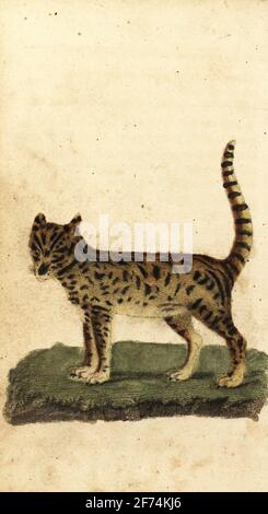 Serval, Leptailurus serval. Kapkatze, Felis capensis. Handkolorierter Kupferstich aus dem Naturalist’s Pocket Magazine, Harrison, Fleet Street, London, 1800. Stockfoto