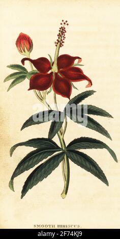 Turkcap, Malvaviscus arboreus. Glatter Hibiskus, Hibiscus speciosus. Handkolorierter Kupferstich nach einer Illustration von Philip Miller vom Naturalist’s Pocket Magazine, Harrison, Fleet Street, London, 1800. Stockfoto