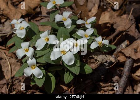 Nahaufnahme einer Gruppe von weißen, blühenden Schnee trillium (trillium nivale) Wildblumen, die im Frühjahr an einem Schluchtenhang blühen Stockfoto