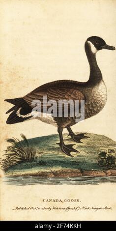 Kanadagans, Branta canadensis, Anas canadensis. Handkolorierter Kupferstich nach einer Illustration von George Edwards aus dem Naturalist’s Pocket Magazine, Harrison, Fleet Street, London, 1800. Stockfoto