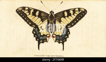 Schwalbenschwanz der alten Welt, Papilio machaon. Schwalbenschwanzschmetterling, Royal William, Machaon. Handkolorierter Kupferstich aus dem Naturalist’s Pocket Magazine, Harrison, Fleet Street, London, 1800. Stockfoto