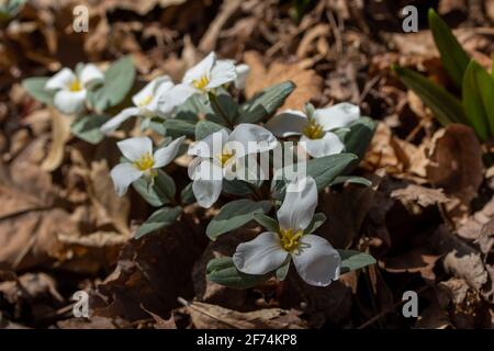 Nahaufnahme einer Gruppe von weißen, blühenden Schnee trillium (trillium nivale) Wildblumen, die im Frühjahr an einem Schluchtenhang blühen Stockfoto