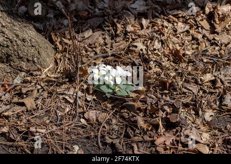 Nahaufnahme einer Gruppe von weißen, blühenden Schnee trillium (trillium nivale) Wildblumen, die im Frühjahr an einem Schluchtenhang blühen Stockfoto