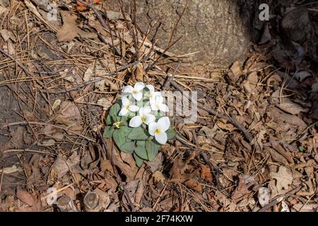 Nahaufnahme einer Gruppe von weißen, blühenden Schnee trillium (trillium nivale) Wildblumen, die im Frühjahr an einem Schluchtenhang blühen Stockfoto