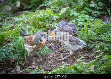 Soor fieldfare, Turdus pylaris, füttert das Küken mit Regenwürmern auf dem Boden. Ein erwachsenes Küken verließ das Nest, aber seine Eltern kümmern sich weiterhin um das Nest Stockfoto