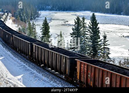 Ein kanadischer Güterzug, der mit Kohlewagen beladen ist, fährt um eine Ecke in einem bewaldeten Gebiet der felsigen Berge von Alberta, Kanada. Stockfoto