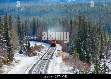 Ein kanadischer Güterzug, der mit Eisenbahnwaggons beladen ist, fährt um eine Ecke in einem bewaldeten Gebiet der felsigen Berge von Alberta, Kanada. Stockfoto