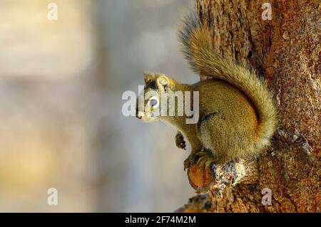 Ein rotes Eichhörnchen 'Tamiasciurus hudsonicus', das auf einem Fichtenzweig sitzt und die warme Sonne auf seinem Lieblingsbarsch im ländlichen Alberta Canada genießt. Stockfoto