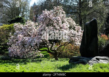 London, Großbritannien. April 2021. Ein Magnolienbaum, der in voller Blüte im Hyde Park zu sehen ist, während Londoners das sonnige Wetter am Ostersonntag nutzen. (Foto von Brett Cove/SOPA Images/Sipa USA) Quelle: SIPA USA/Alamy Live News Stockfoto