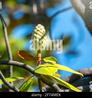 Magnolie Frucht auf dem grünen Blätter Hintergrund. Magnolia Samt Samt Schote auf Baum. Magnolia grandiflora, allgemein bekannt als die südliche Magnolie oder Stier Stockfoto