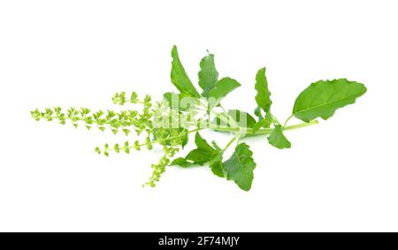 Ocimum tenuiflorum auf weißem Hintergrund Stockfoto