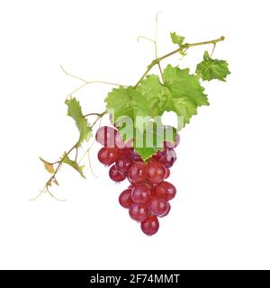 Rote Trauben mit Wassertropfen auf weißem Hintergrund. Stockfoto