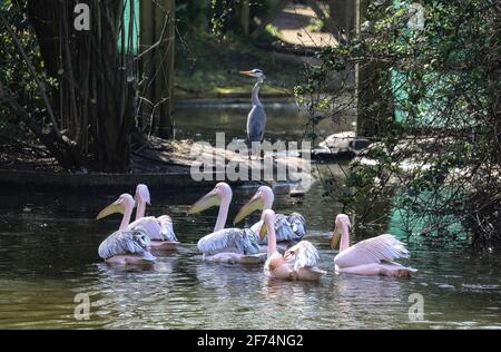 London, Großbritannien. April 2021. Eine Schar von Pelikanen sah, wie sie im St James' Park zu einem Reiher schwammen, als Londoners am Ostersonntag das sonnige Wetter ausnutzten. Kredit: SOPA Images Limited/Alamy Live Nachrichten Stockfoto