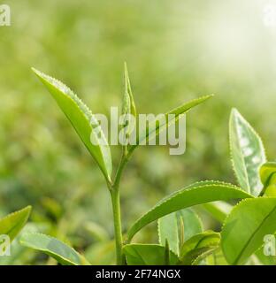 Teeblätter auf einer Plantage in die Sonnenstrahlen brackground