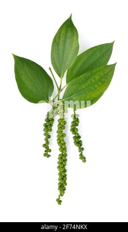 Frische grüne Pfefferkörner auf einem weißen Hintergrund. Stockfoto