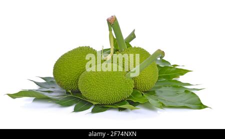 Brotfrucht auf weißem Hintergrund Stockfoto