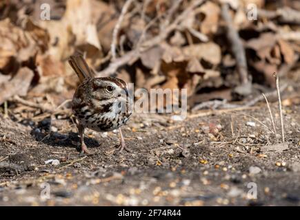 Song Sparrow ( Melospiza melodia ) getarnt auf dem Boden thront Stockfoto