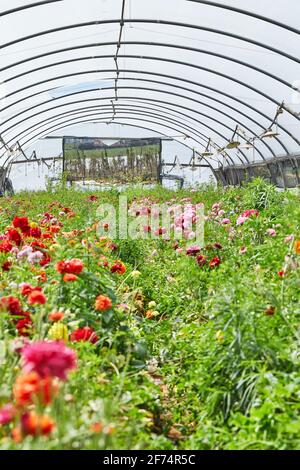 Auf der Gewächshausfarm schöne bunte Blumen zu sammeln macht Spaß Für die ganze Familie Stockfoto