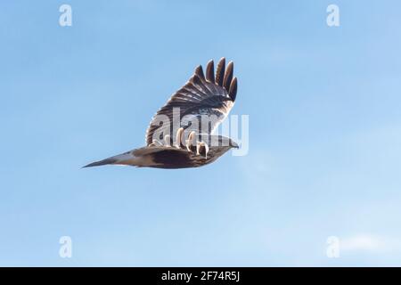 Rough legged Hawk in Delta British Columbia, Kanada, Nordamerika Stockfoto