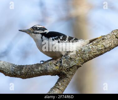 Männchen Downy Woodpecker Thront Auf Baumzweig Stockfoto