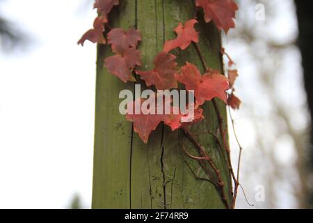 Frühling Natur Landschaft und Park Spaziergang, Fotos von Natur und saisonalen Landschaften Stockfoto