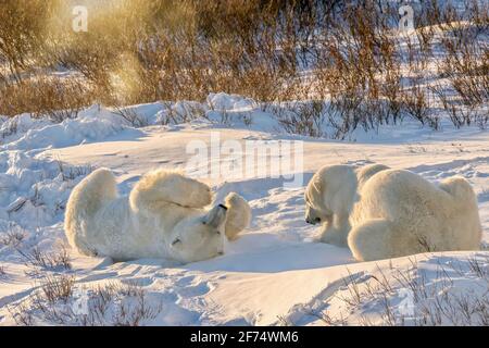 Zwei wilde Eisbären (Ursus maritimus), die im goldenen Morgenlicht im Schnee spielen, in den Weiden von Churchill, Manitoba, Kanada. Stockfoto
