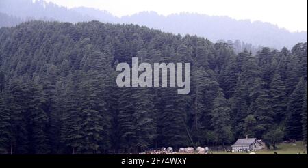 Touristen tummeln sich im Wald von Khajjiar im Staat Von Himachal Pradesh in Indien Stockfoto