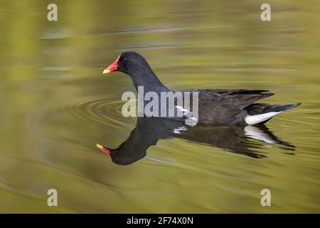 Eine Nahaufnahme einer Moorhenne, Gallinula chloropus, die von rechts nach links schwimmt und sich perfekt im Wasser widerspiegelt Stockfoto