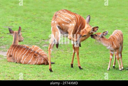 Nyala-Antilope (Tragelaphus angasii). Tiere leben in der afrikanischen Savanne. Stockfoto