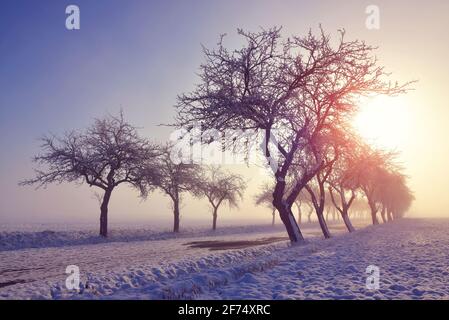 Winterlandschaft bei Sonnenaufgang. Gefrorene Bäume auf dem Feld in einem nebligen Morgen. Stockfoto