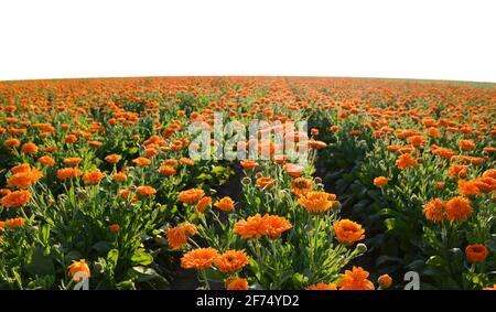 Ringelblume (Calendula officinalis) wächst auf dem Feld. Heilkraut. Stockfoto