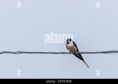 Schwalbe sitzt auf Drähten. Schlucken Sie den Vogel in einem natürlichen Lebensraum. Stockfoto