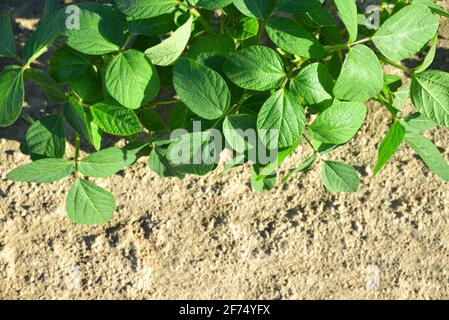 Wachsende grüne Sojabohnen Pflanzen auf dem Feld. Sojaplantage als Hintergrund. Stockfoto