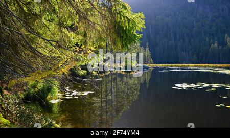 Moränensee Grosser Arbersee im Nationalpark Bayerischer Wald. Deutschland. Stockfoto