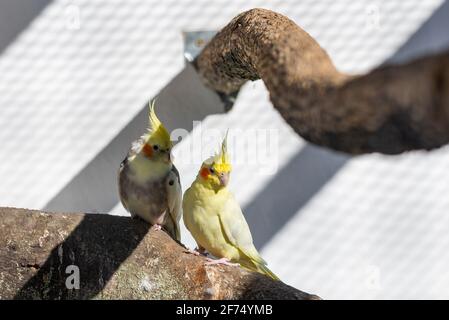 Nymphicus Vogel hollandicus Haustier Wellensittich Papagei Männchen Nymphicus hollandicus. Stockfoto