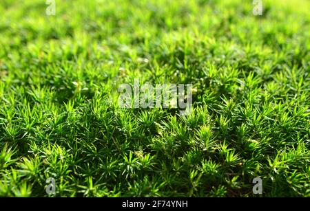 Grünes Moos ( Polytrichum commune ) Textur. Natur Hintergrund. Stockfoto