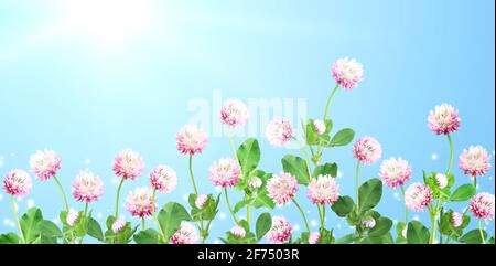 Wilder roter Kleeblatt (Trifolium pratense) auf wunderschönem Natur-Frühlingshintergrund. Sommerszene mit rosa Kleeblümchen vor dem sonnigen blauen Himmel. Stockfoto