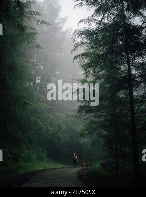 Rückansicht eines anonymen Wanderers mit Hund, der auf einer Welle spazieren ging Straßenverlauf zwischen überwucherten Bäumen im Wald an nebligen Tagen Stockfoto